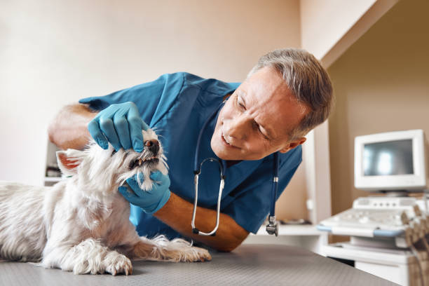 Best Weekend Emergency Dentist in Vernon, TX